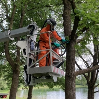 In Schutzkleidung und mit einer Art Staubsauger wurden die Eichen am Feringasee von den Raupen und Nestern des Eichenprozessionsspinners befreit. (Foto: Landratsamt München)