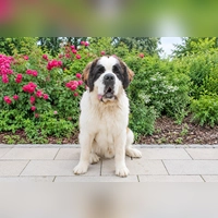 Der junge Bernhardiner-Rüde Beethoven muss noch viel lernen. (Foto: Tierheim Riem)