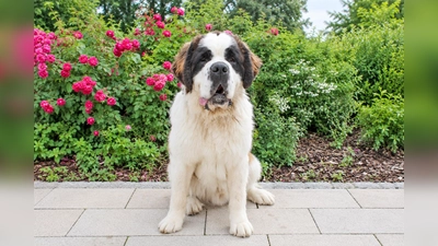 Der junge Bernhardiner-Rüde Beethoven muss noch viel lernen. (Foto: Tierheim Riem)