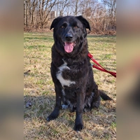 Mischlingsrüde Leopold. (Foto: Tierheim Riem)