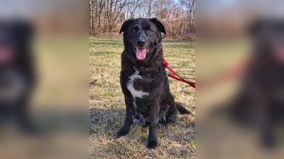 Mischlingsrüde Leopold. (Foto: Tierheim Riem)