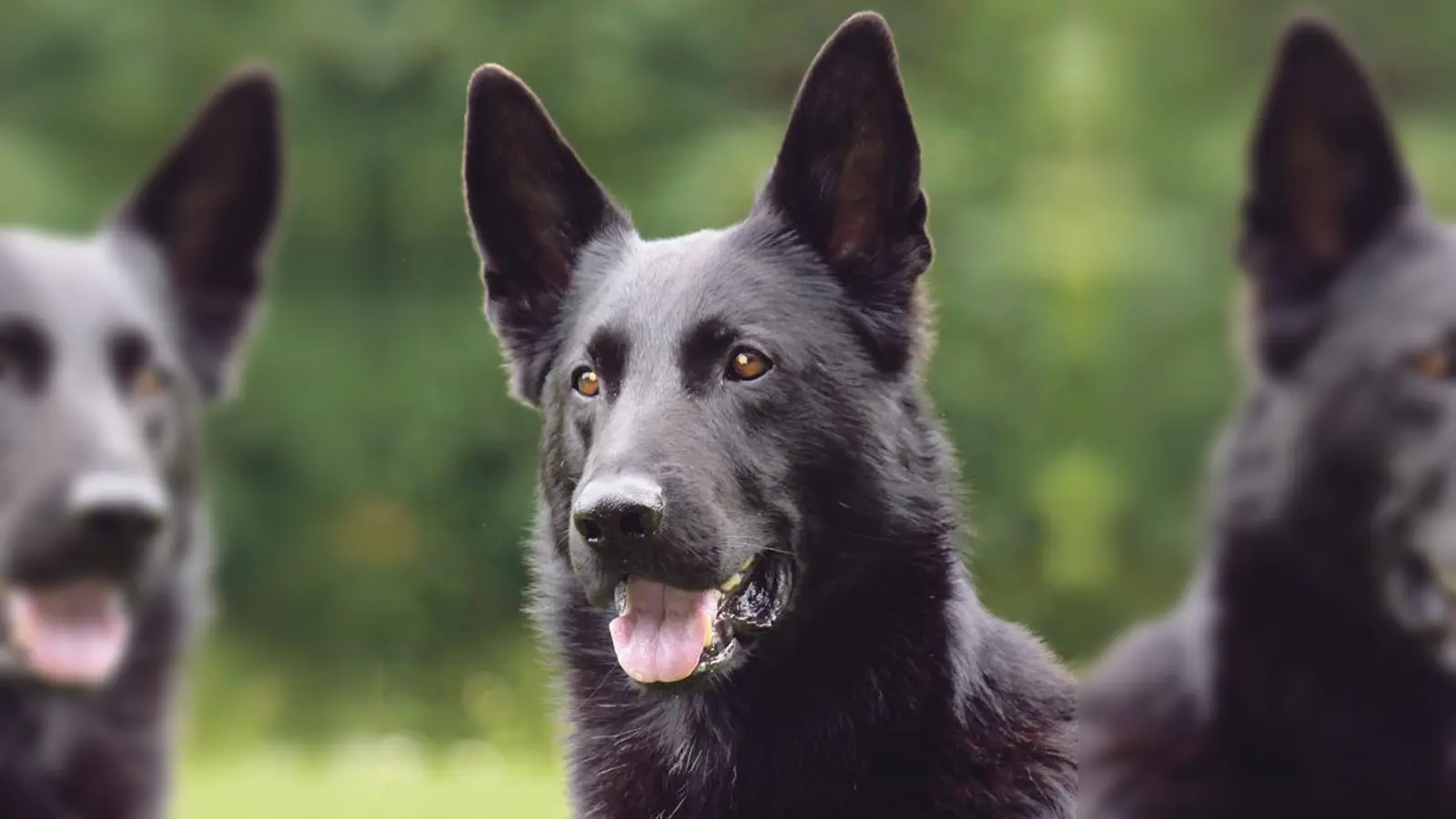Polizeihund Anton (8 Jahre) 	 (Foto: Polizei München)