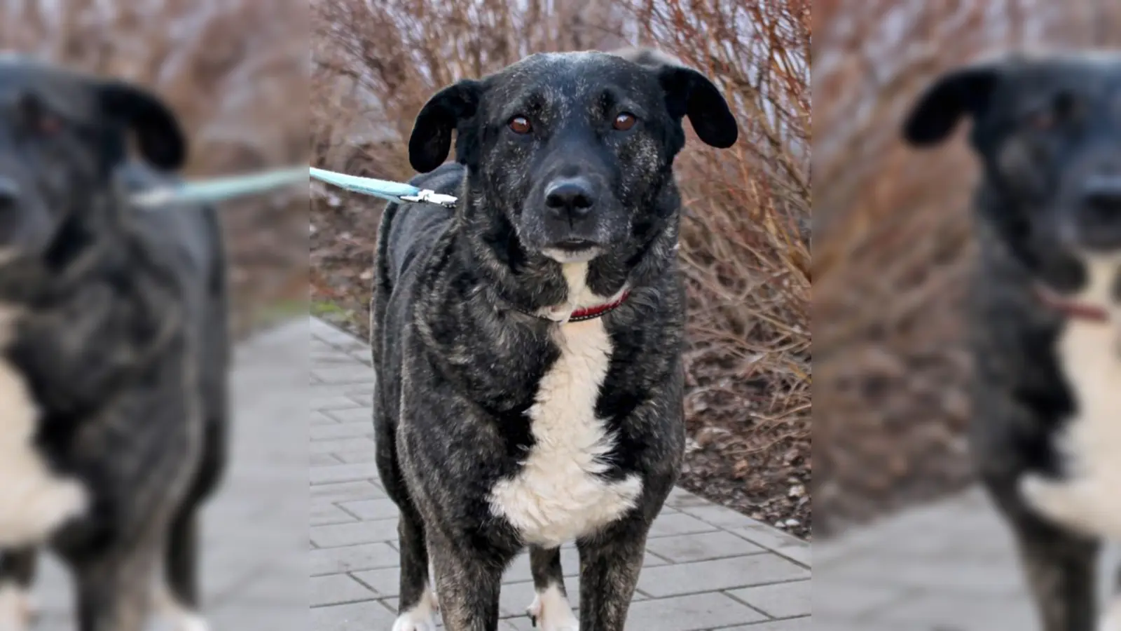 Mischlingshündin Luna. (Foto: Tierheim Riem)