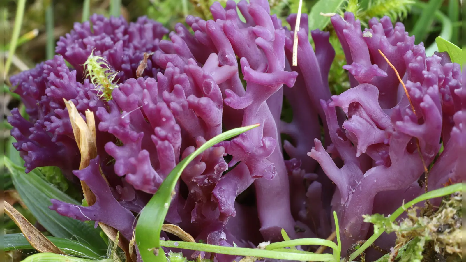Farbenfroh sind die seltenen Wiesenpilz-Arten, um die es bei dem LBV-Projekt vor allen geht. Im Bild die Amethystfarbene Wiesenkoralle.  (Foto: Christoph Hahn )
