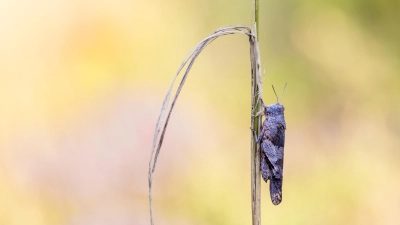 Blauflügelige Ödlandschrecke. (Foto: Diana Widmann)