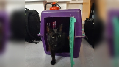 Luzie quittierte mit einem lauten Miau, als sie das Gewahrsam der Bundespolizei verlassen durfte. (Foto: Bundespolizei)