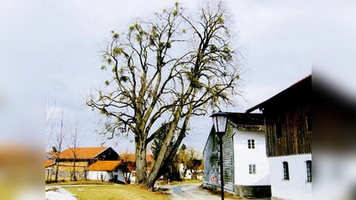 Damit beim Kanalbau aus der Schieflage keine Katastrophe wird, bekommt die alte Linde in Arget jetzt neue Sicherungen angepasst.   (Foto: A. Pietsch)