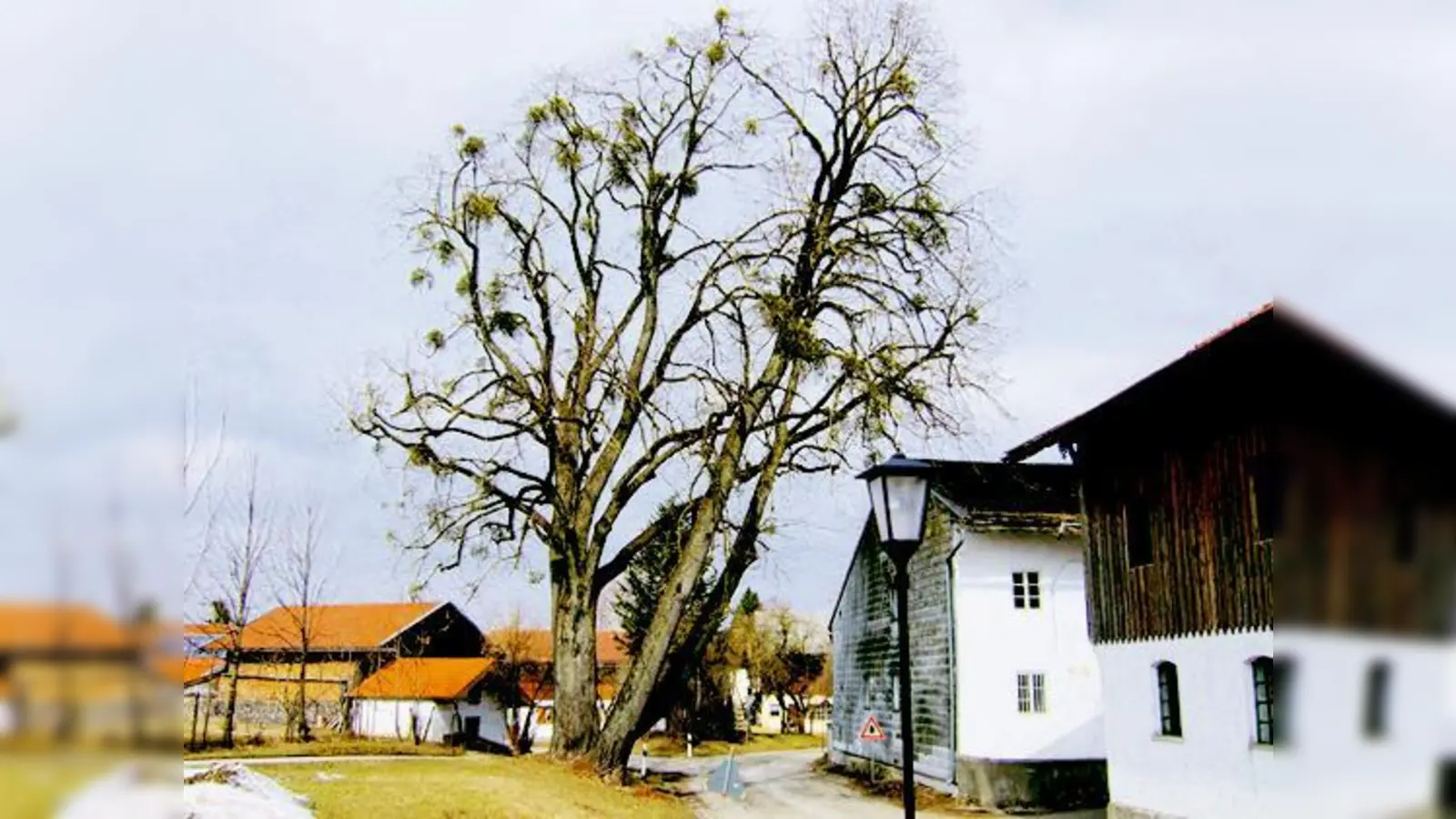 Damit beim Kanalbau aus der Schieflage keine Katastrophe wird, bekommt die alte Linde in Arget jetzt neue Sicherungen angepasst.   (Foto: A. Pietsch)