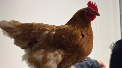 Das Huhn Henrietta hat eine Nacht bei der Bundespolizei am Hauptbahnhof verbracht. (Foto: Bundespolizei)