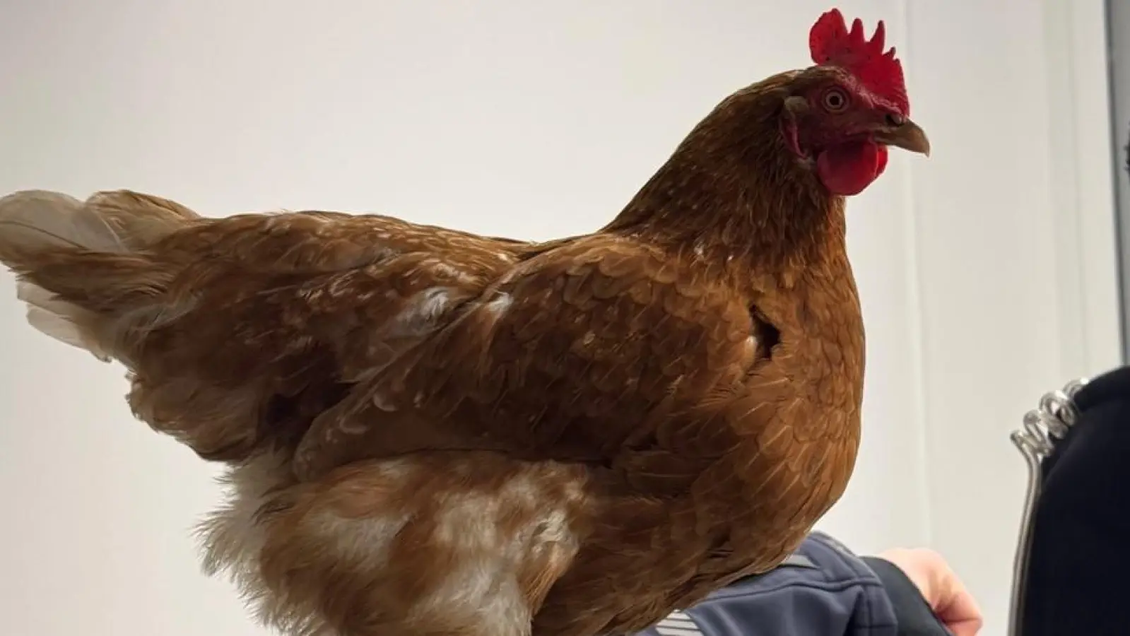 Ein Huhn aus Moosach hat eine Nacht bei der Bundespolizei am Hauptbahnhof verbracht. (Foto: Bundespolizei)