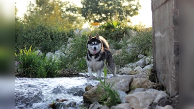 So macht der Sommer dem Vierbeiner Spaß: ein Spaziergang am Abend mit einem kühlen Fußbad im Bach. (Foto: ek)