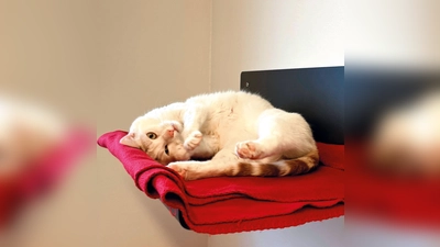 Hubsi ist ein sehr gesprächiger und aktiver Kater. (Foto: Tierheim Riem)