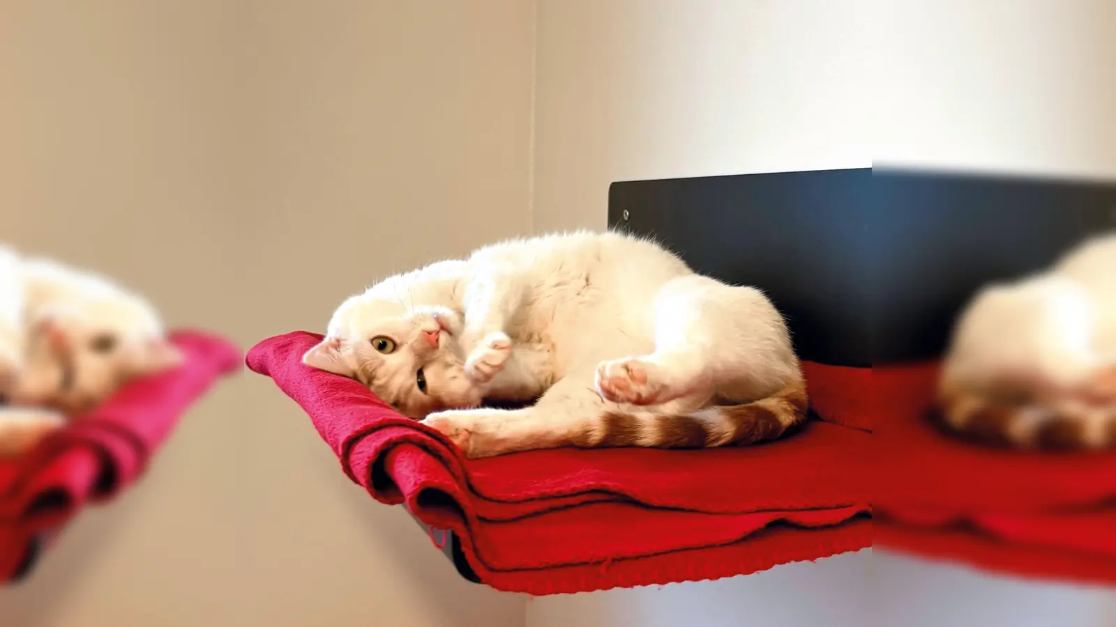 Hubsi ist ein sehr gesprächiger und aktiver Kater. (Foto: Tierheim Riem)