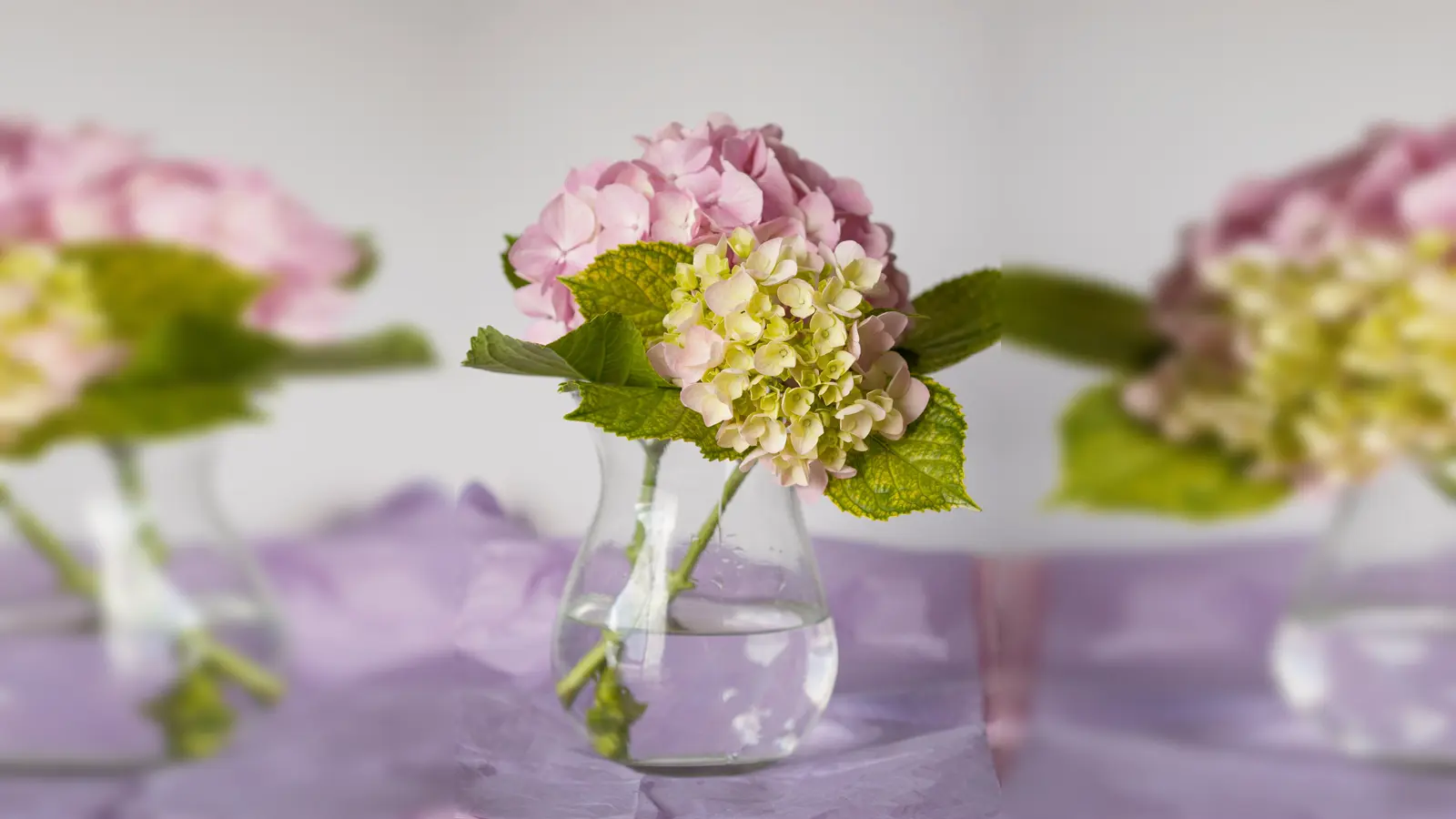 Blumen sind nach wie vor ein "Pflicht-Mitbringsel" zum Muttertag. Heuer sind insbesondere Hortensien gefragt. (Foto: CC0)