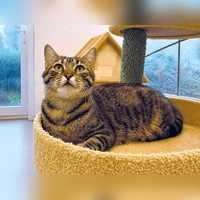 Die Katze Anneliese ist für Familien geeignet und auch mit Artgenossen gut verträglich. (Foto: Tierheim Riem)
