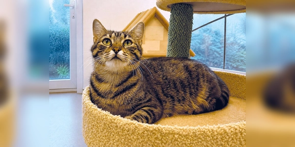 Die Katze Anneliese ist für Familien geeignet und auch mit Artgenossen gut verträglich. (Foto: Tierheim Riem)