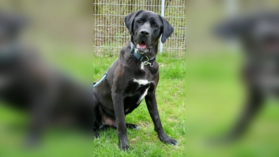 Doggen-Mischlingsrüde Don. (Foto: Tierheim Riem)