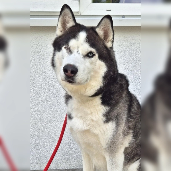 Sibirischer Husky Leo. (Foto: Tierheim Riem)