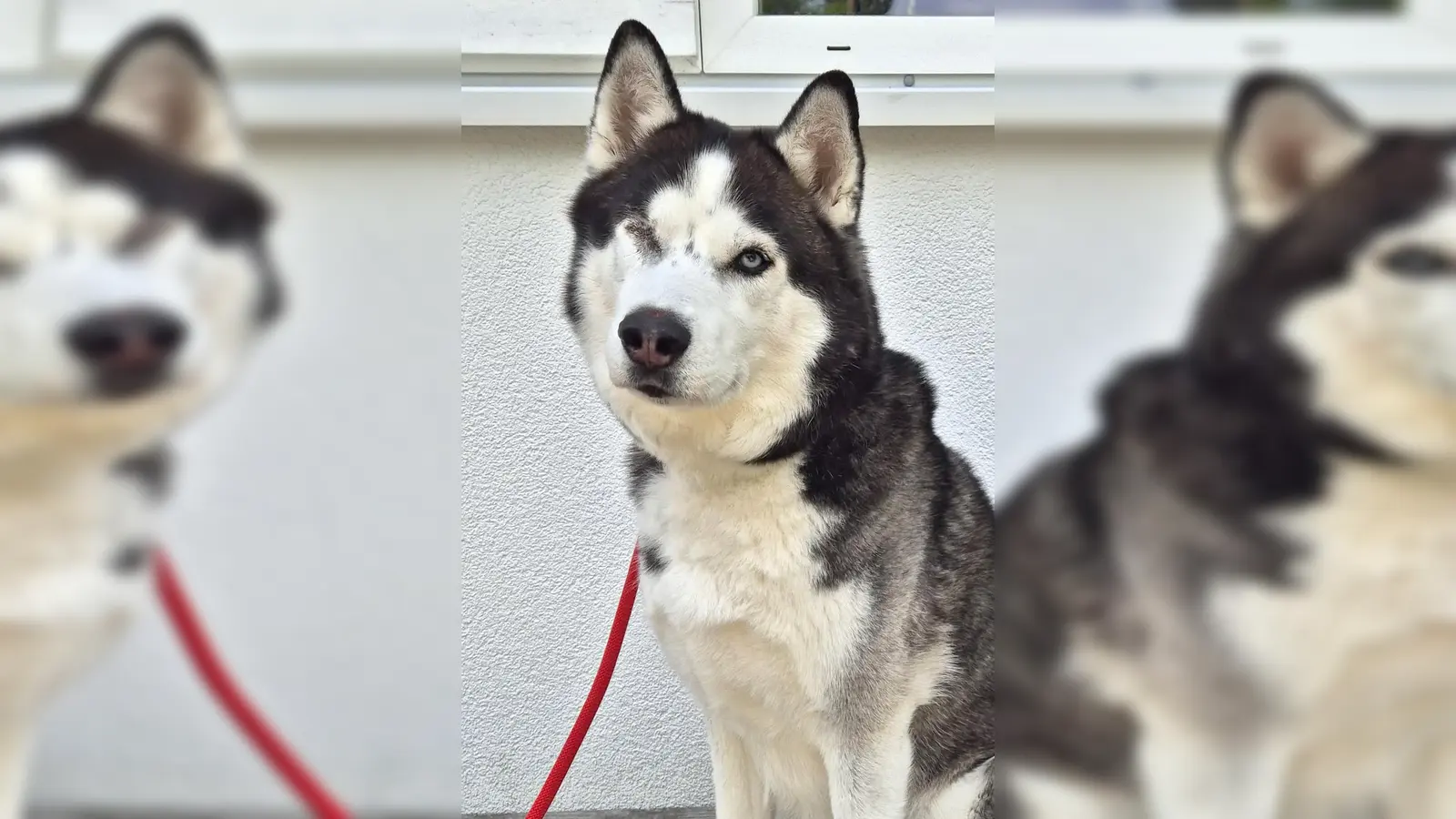 Sibirischer Husky Leo. (Foto: Tierheim Riem)