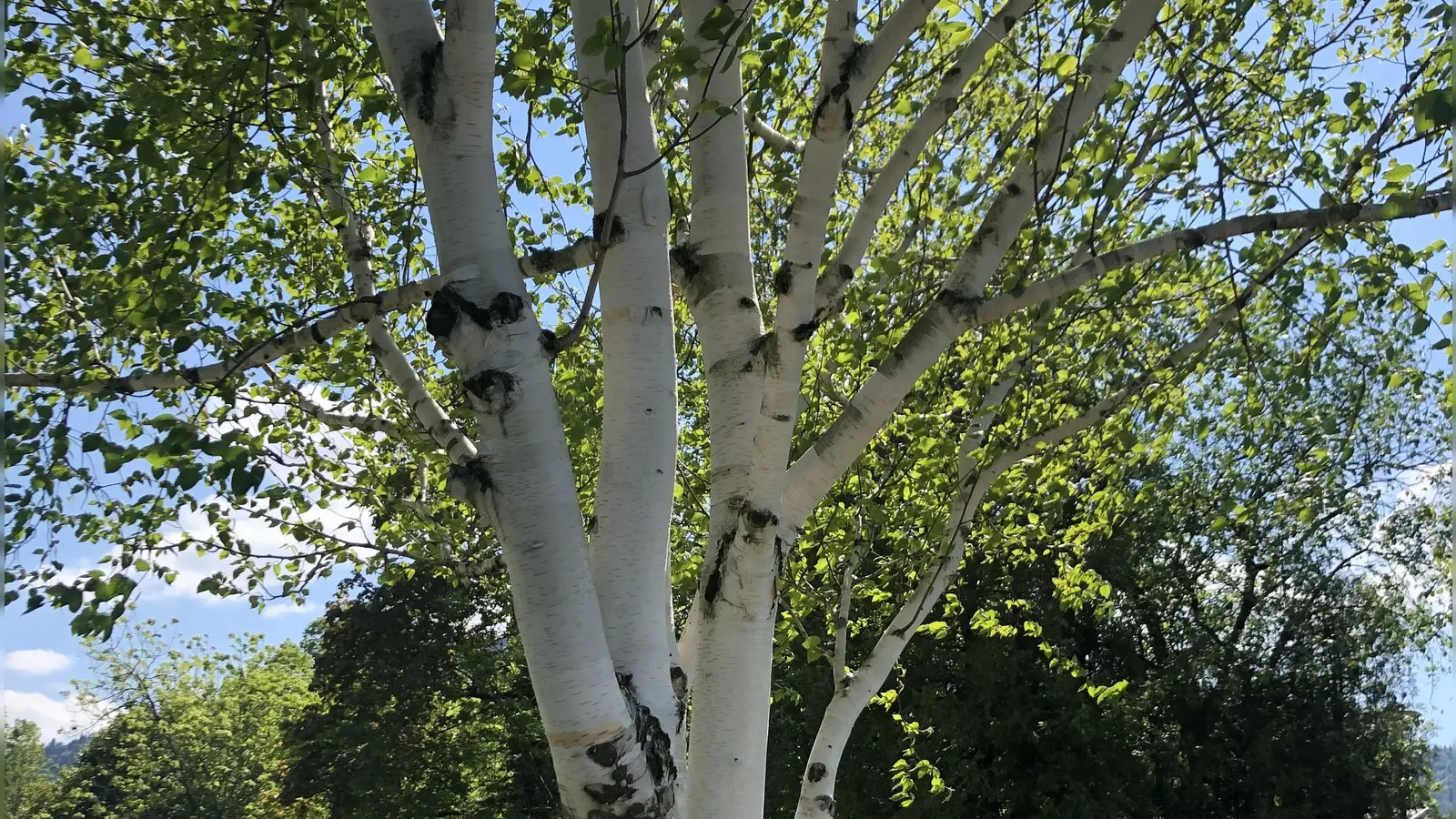 Pollen, wie die der Birke, werden durch Filter in Lüftungen und Klimaanlagen aus dem Innenraum des Autos herausgehalten. Doch ist regelmäßige Wartung wichtig.  (Foto: hw)