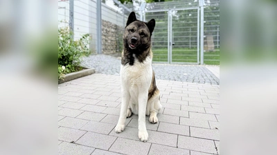 Die hübsche Hündin Sky wird ausschließlich in einen kinderfreien Haushalt in ländlicher Gegend vermittelt.  (Foto: Tierheim Riem)