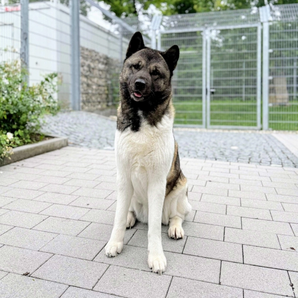 Die hübsche Hündin Sky wird ausschließlich in einen kinderfreien Haushalt in ländlicher Gegend vermittelt.  (Foto: Tierheim Riem)
