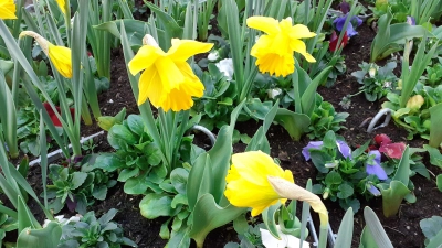 Auch in städtischen Pflanzgefäßen zieht der Frühling mit seiner Blumenpracht ein – dank der fleißigen Hände der Stadtgärtner. (Foto: mha)