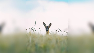 Im Zuge der Zeitumstellung treffen Berufsverkehr und Wildwechsel aufeinander. (Foto: Tierschutzverein München e.V.)