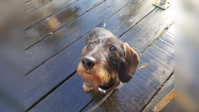 Ein Dackel ist mutig, unerschrocken und sucht - wie zuletzt in Starnberg - auch ab und an das Abenteuer (Beispielbild). (Foto: Pia Lehnfeld)