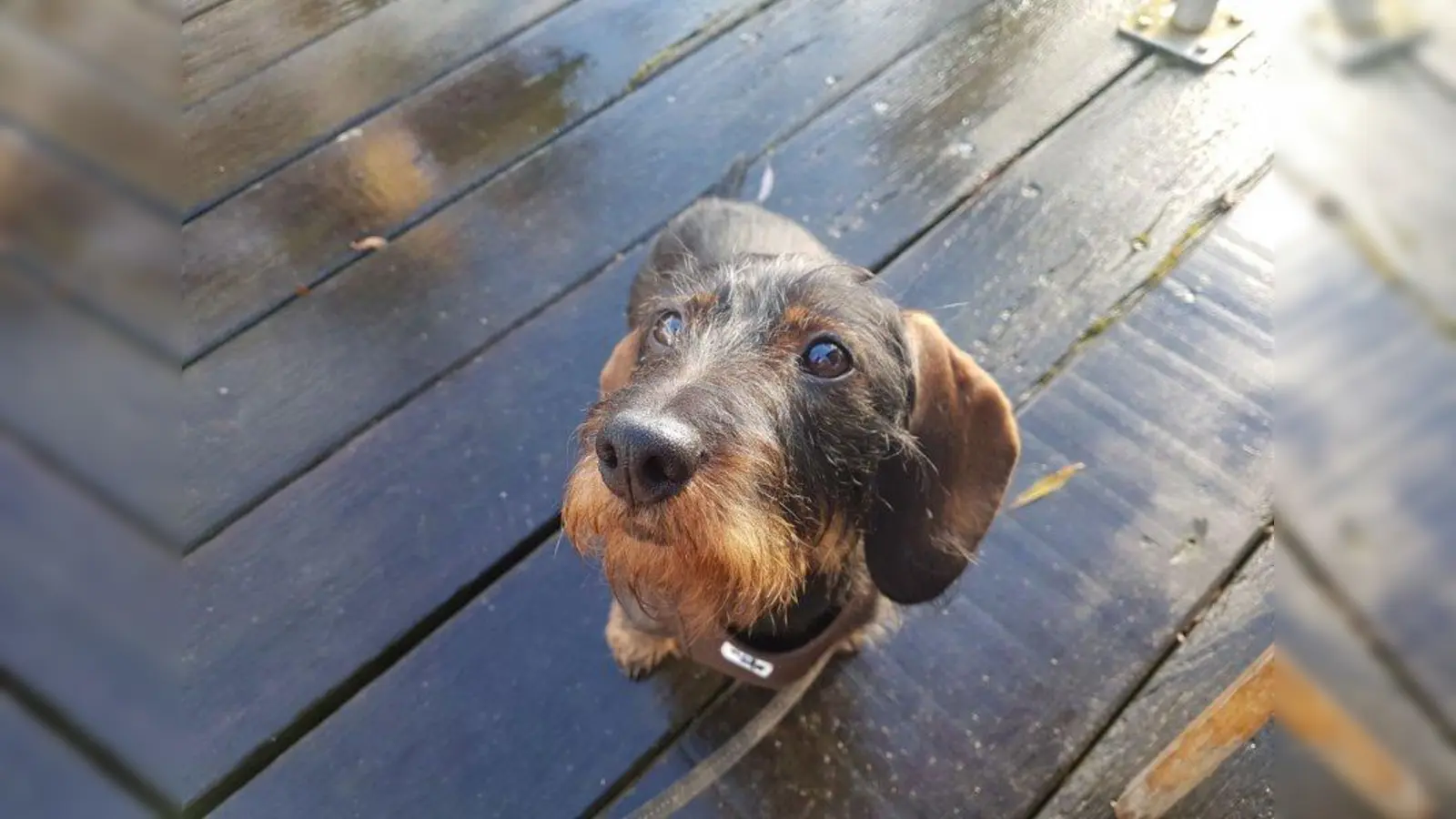 Ein Dackel ist mutig, unerschrocken und sucht - wie zuletzt in Starnberg - auch ab und an das Abenteuer (Beispielbild). (Foto: Pia Lehnfeld)