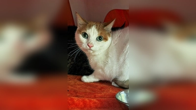 Europäisch-Kurzhaar-Katze Toni. (Foto: Tierheim Riem)