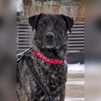 Patrokle ist ein männlicher, unkastrierter Hund. (Foto: Tierheim Riem)