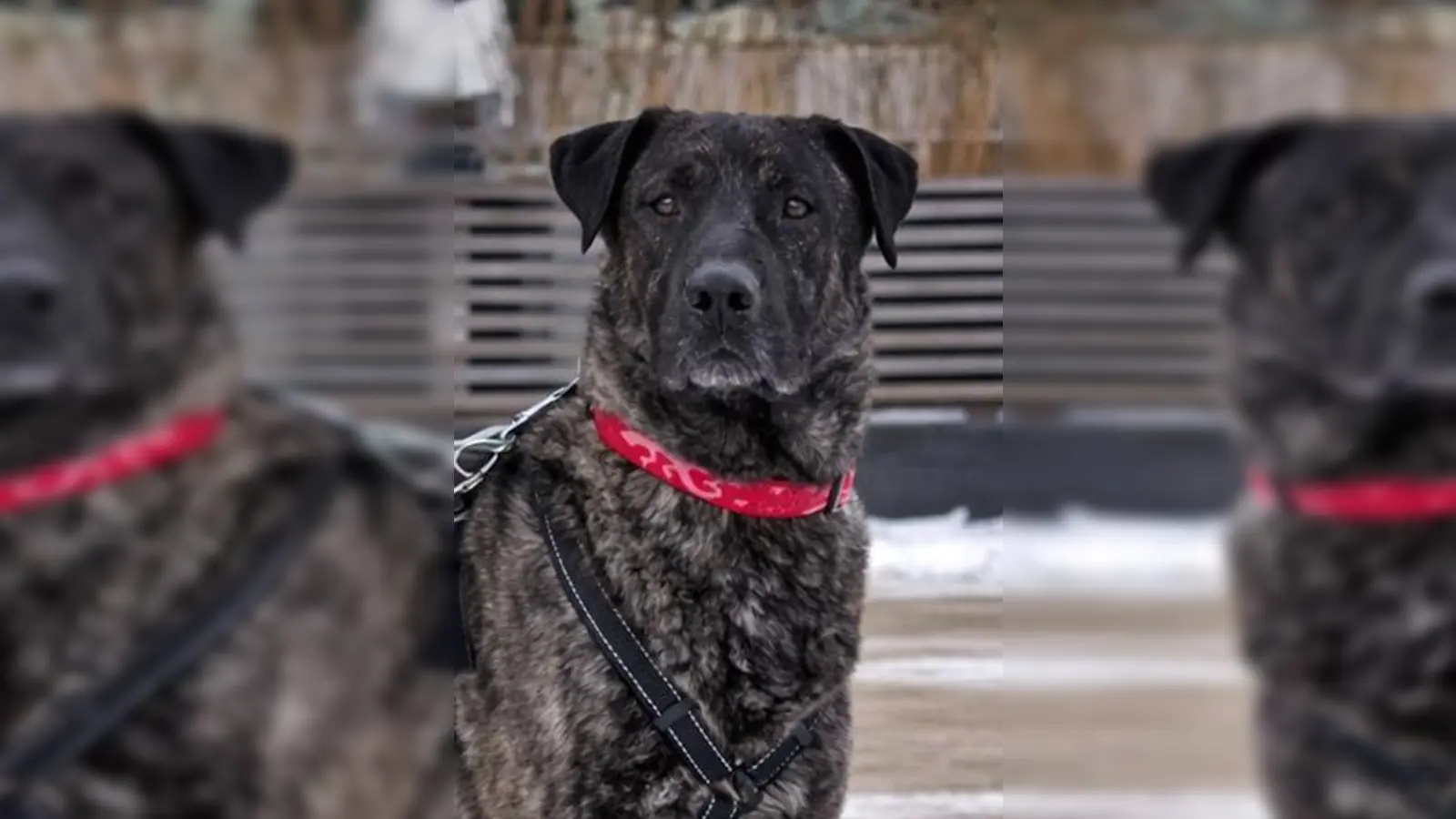 Patrokle ist ein männlicher, unkastrierter Hund. (Foto: Tierheim Riem)