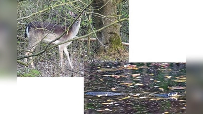 Hochwild wie das Reh findet Deckung zwischen den hohen Abraumhalden des früheren Kiesabbaus. Foto rechts: Ein ausgezeichneter Schwimmer: Die Ringelnatter ist schnell in den Teichen unterwegs.	 (Fotos: kw)