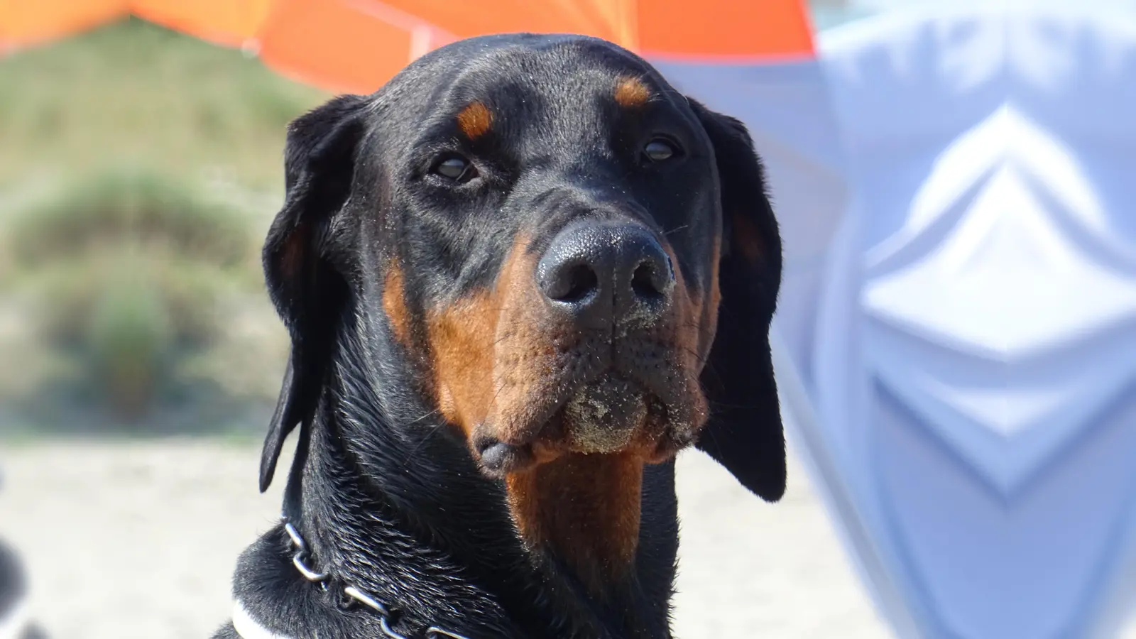 Kommt jetzt das Böllerverbot in der Erdinger Innenstadt wirklich? Dieser junge Dobermann – ohne verstümmelte Ohren – schaut noch etwas skeptisch. Nicht nur Hunde leiden unter der alljährlichen Silvesterknallerei. (Foto: kw )