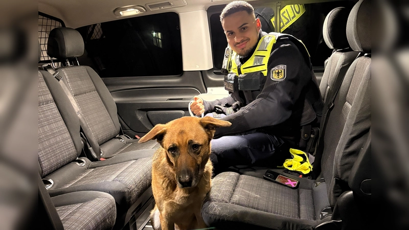 Nur mit einem Stück Brezel ließ sich der Vierbeiner ins Dienstfahrzeug der Bundespolizei locken. (Foto: Bundespolizei)