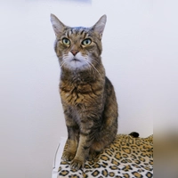 Der Europäisch Kurzhaar-Kater Tiger ist zutraulich und kommt auch gut mit Artgenossen klar. (Foto: Tierheim Riem)