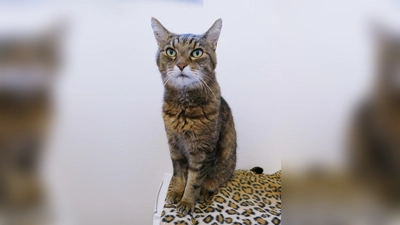 Der Europäisch Kurzhaar-Kater Tiger ist zutraulich und kommt auch gut mit Artgenossen klar. (Foto: Tierheim Riem)