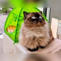 Schneckerl ist eine zutrauliche, menschenbezogene und verschmuste Katze. (Foto: Tierheim Riem)