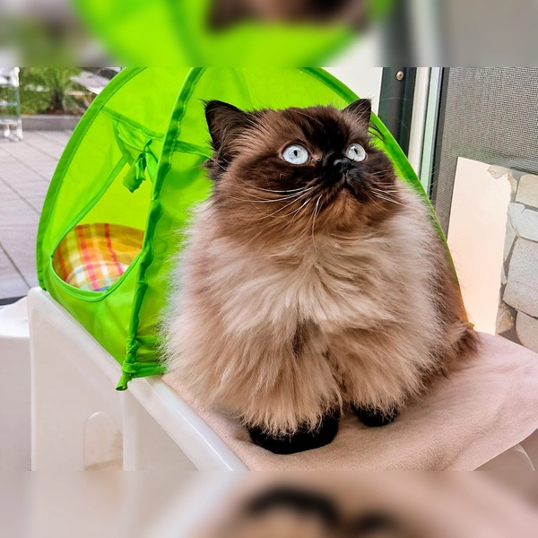 Schneckerl ist eine zutrauliche, menschenbezogene und verschmuste Katze. (Foto: Tierheim Riem)