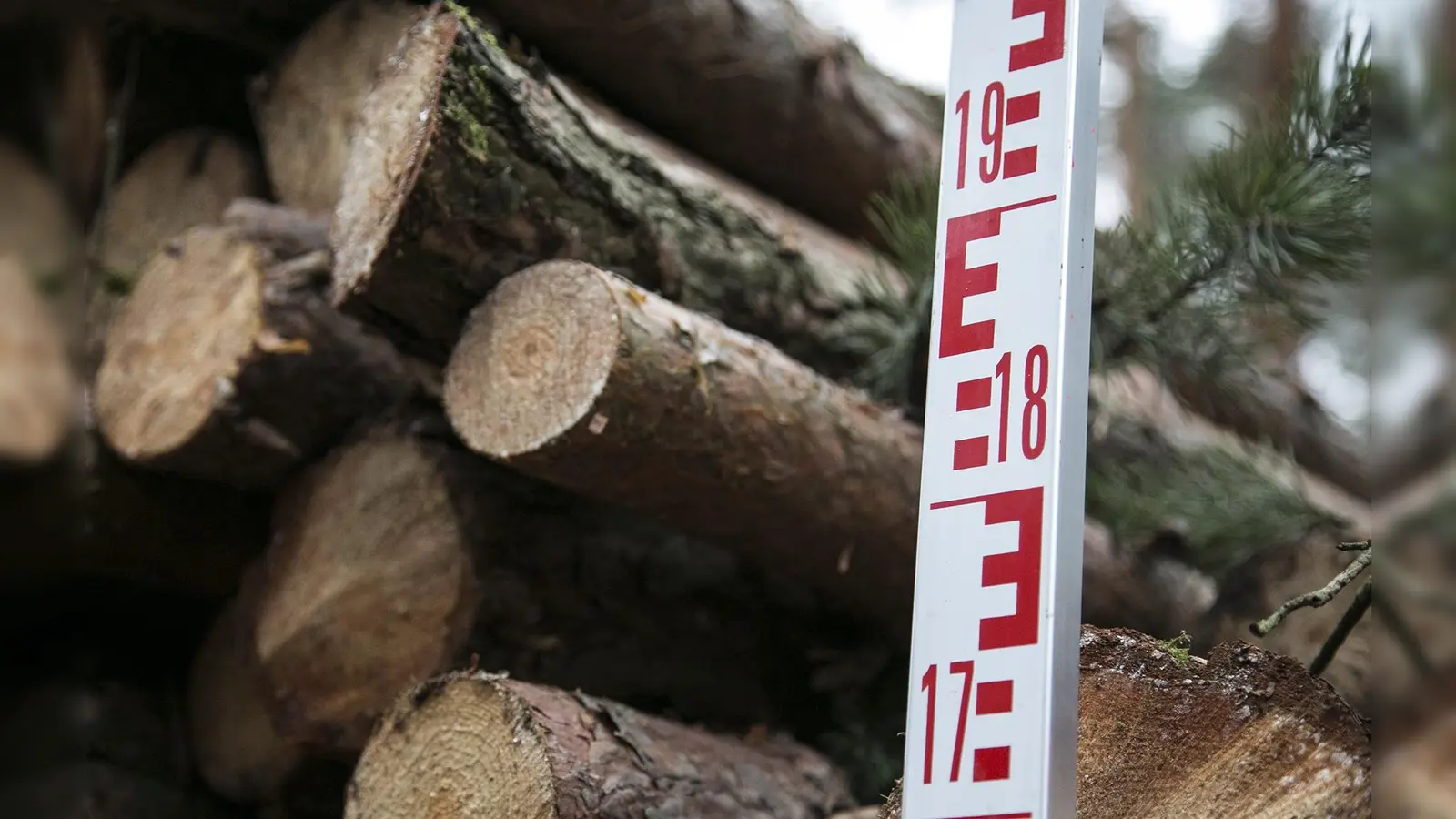 Gerade werden viele Festmeter Nadelholz aus dem Wald geholt. Denn ein Großteil heimischer Bäume ist wegen Hitze und Trockenheit von Schädlingen befallen. (Foto: IG Bau)
