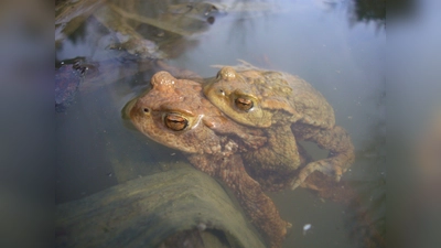 Diese Erdkröten haben den Weg zu ihren Laichgewässern erfolgreich absolviert. (Foto: U. Meßlinger)