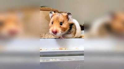 Goldhamstermädchen Penny. (Foto: Tierheim Riem)