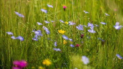 Die Vielfalt der Flora auf der Heide ist ein Thema beim Heidetag auf der Landesgartenschau in Kirchheim, der am 22. Juni im Landkreispavillon stattfindet. (F.: © Benjamin Paulini/HFV )