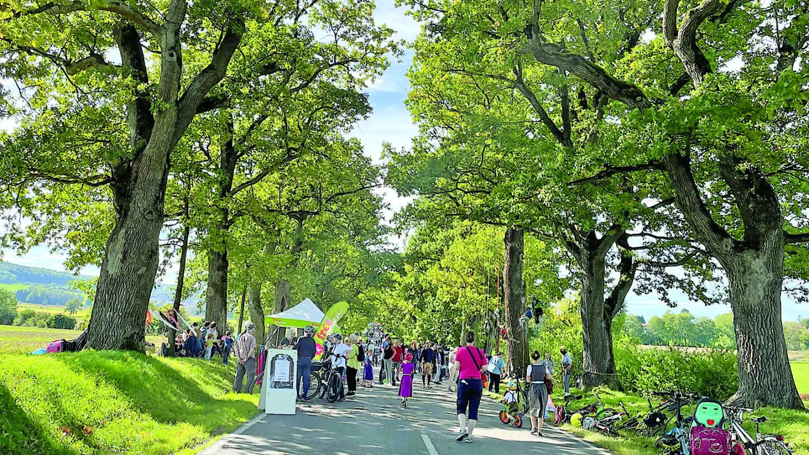 WIeviele Stieleichen gibt es in der Eichenallee? Auch auf diese Frage findet sich eine Antwort im Quiz. (Foto: pst)