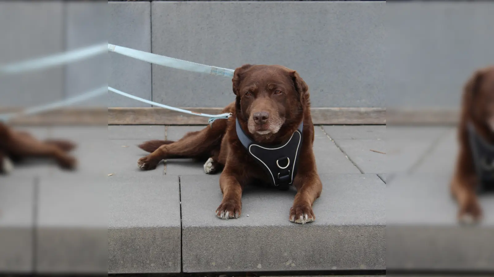 Barney ist ein verschmuster Senior. (Foto: Tierheim Riem)
