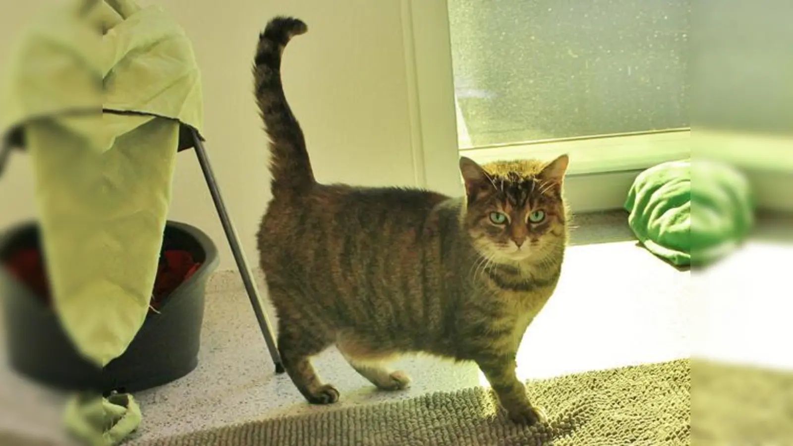 Foto: Tierheim
