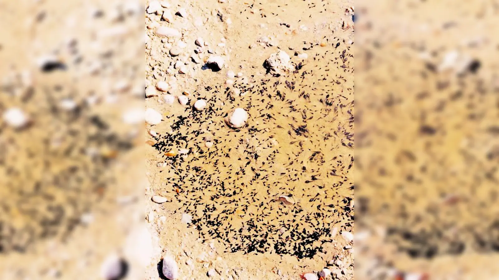 So schauen Wechselkröten aus, wenn sie noch ganz klein sind	 (Foto: Heideflächenverein)