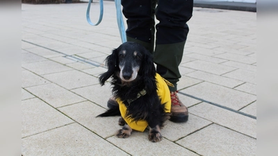 Vincent (Foto: Tierheim Riem)