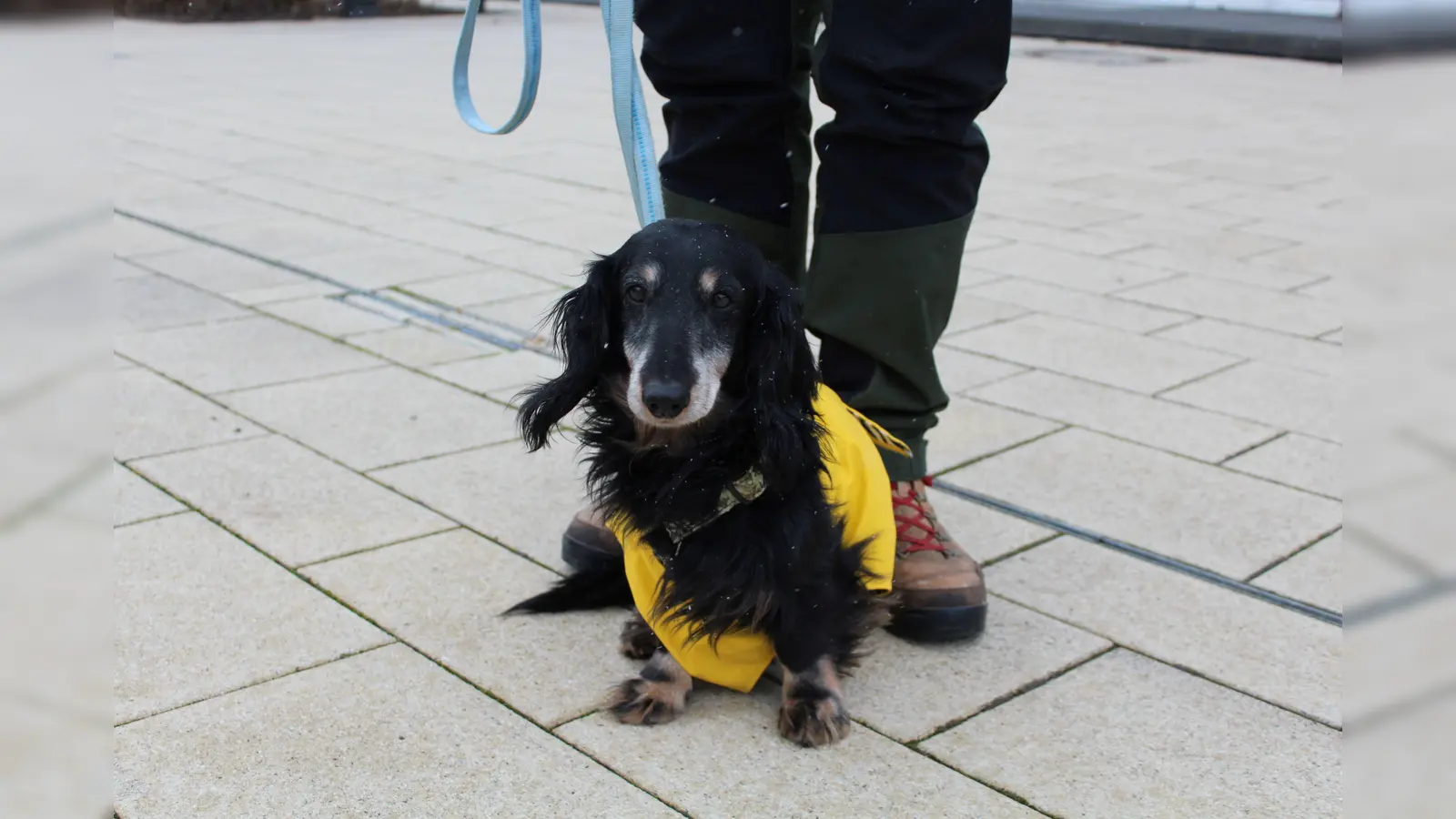 Vincent (Foto: Tierheim Riem)